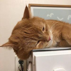 在线观看美女裸体自卫
