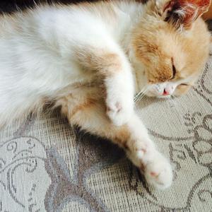 在线观看美女裸体自卫
